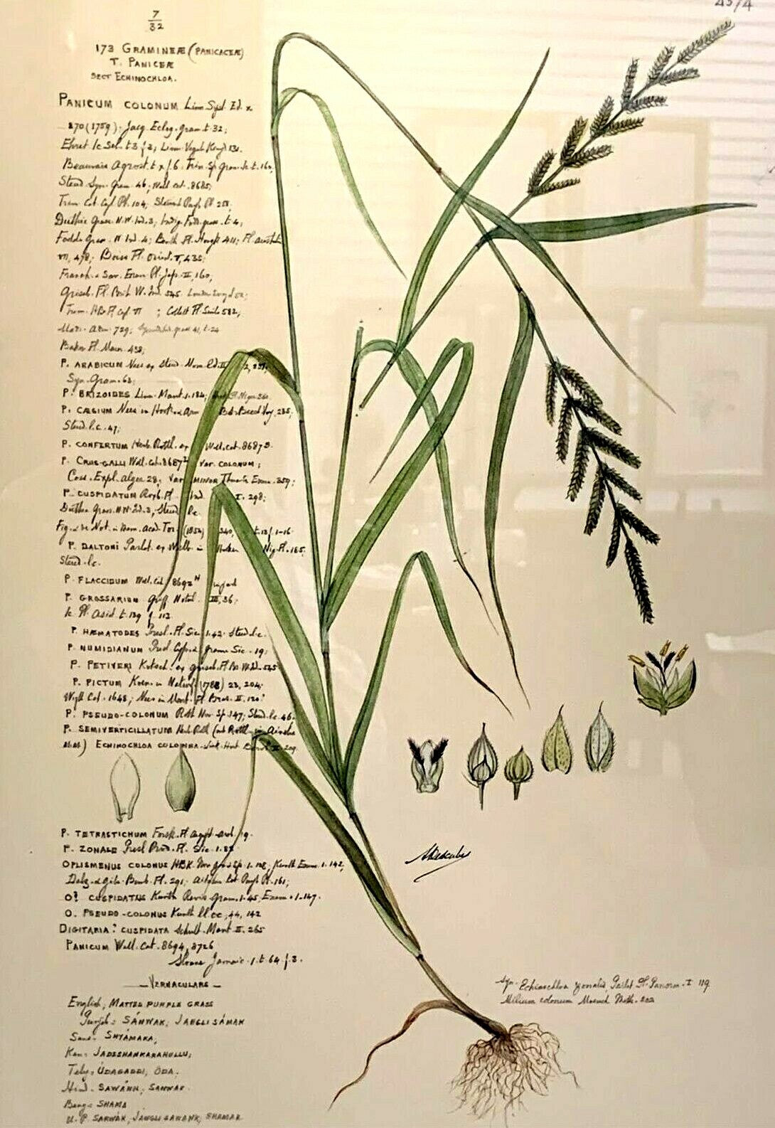 Set of 3 John Richard Botanical Prints W 22 "x H 25" Ornamental Grasses Framed