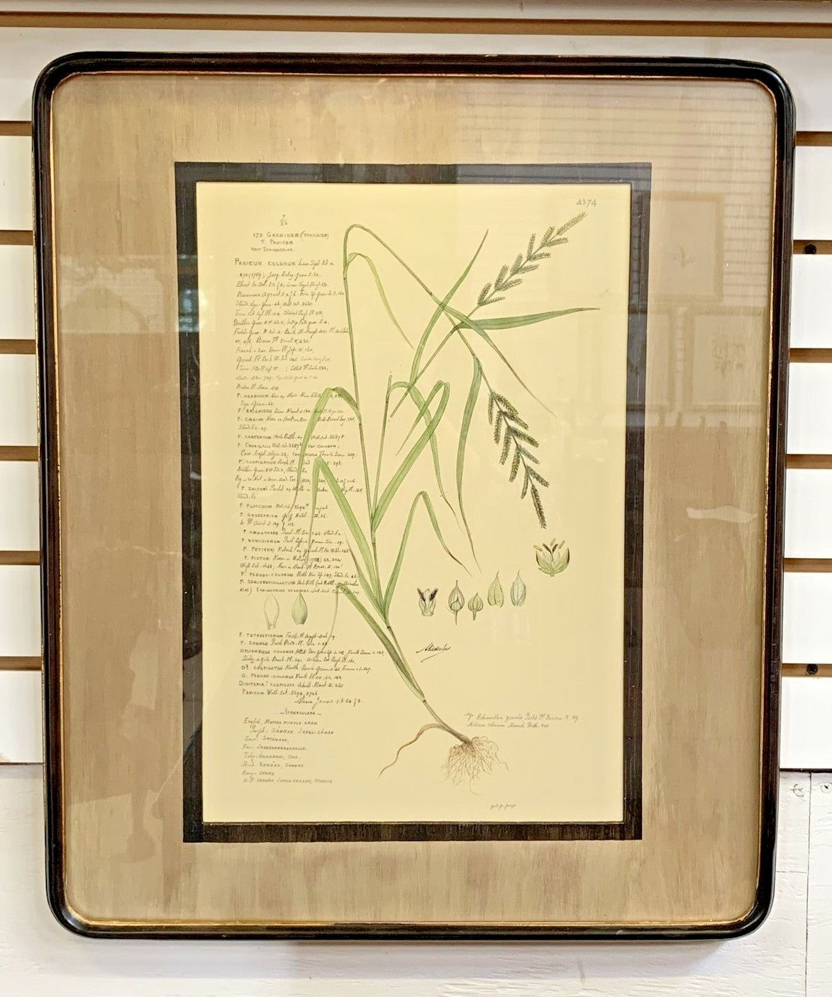 Set of 3 John Richard Botanical Prints W 22 "x H 25" Ornamental Grasses Framed