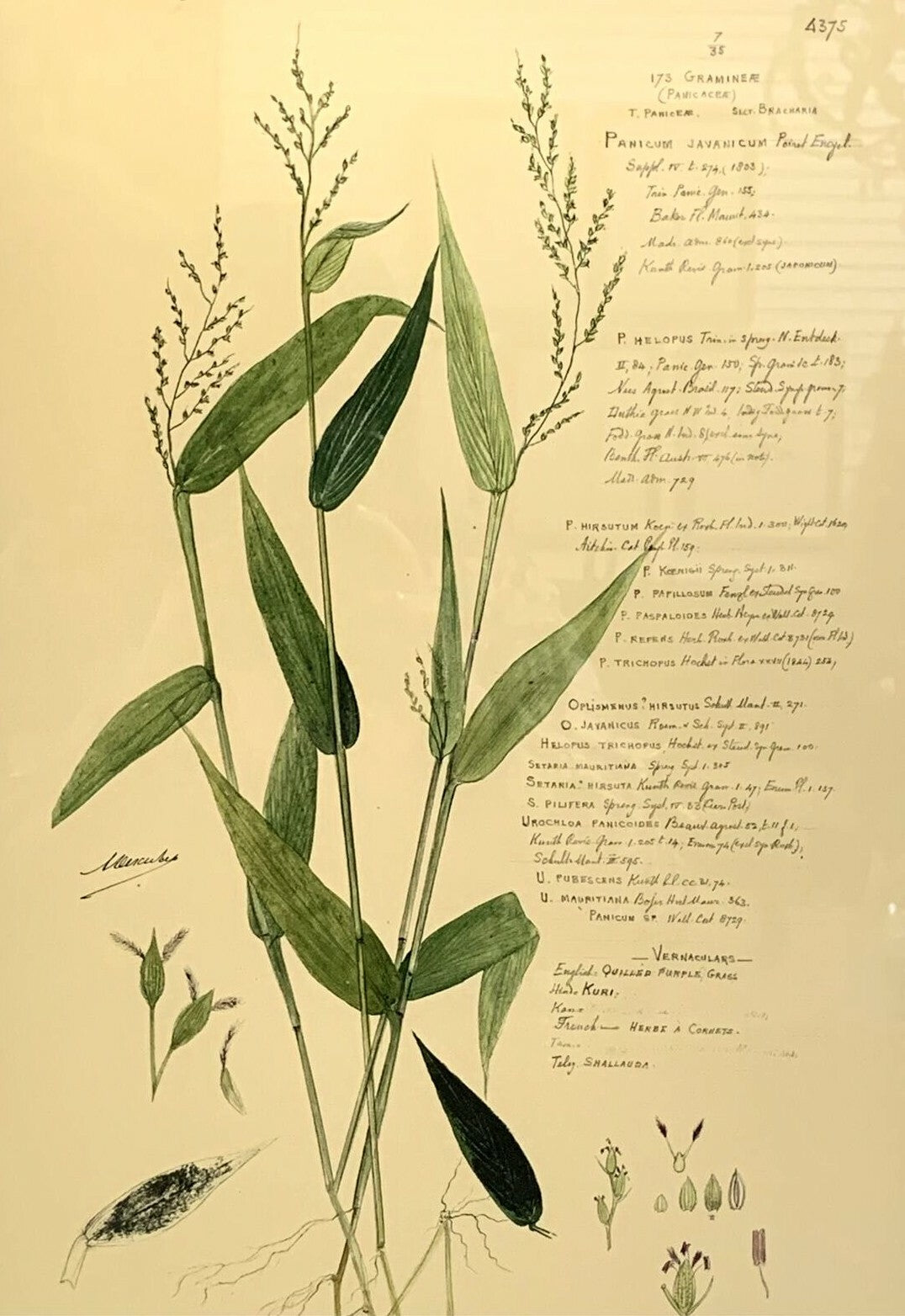 Set of 3 John Richard Botanical Prints W 22 "x H 25" Ornamental Grasses Framed