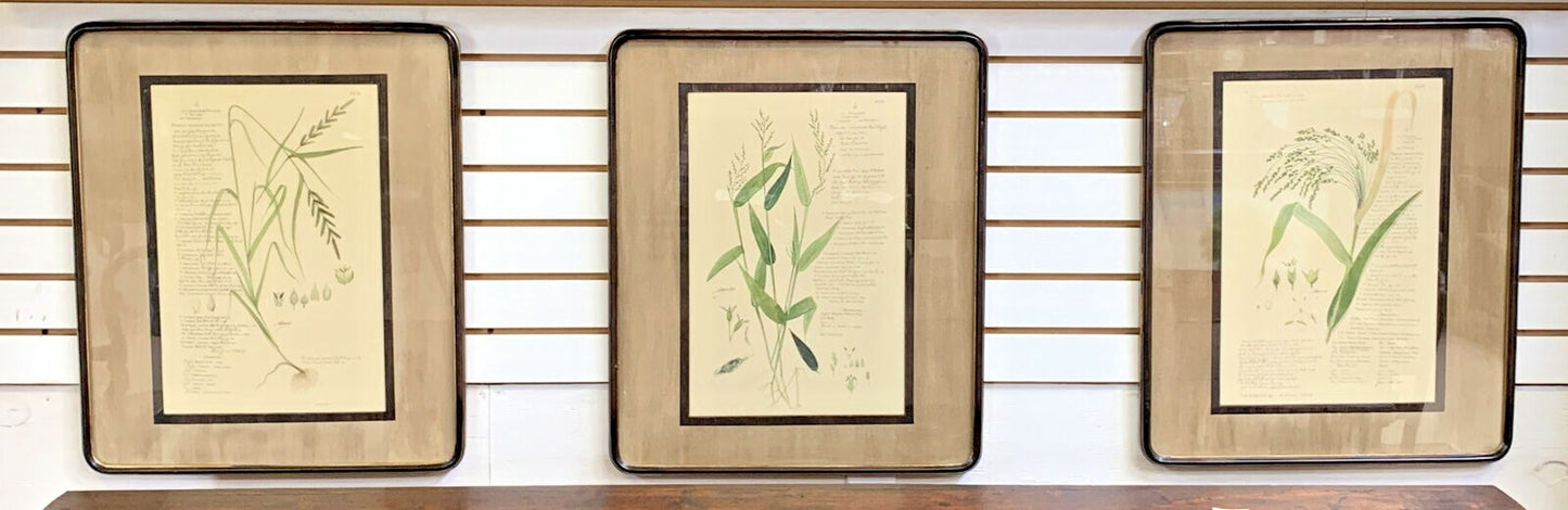 Set of 3 John Richard Botanical Prints W 22 "x H 25" Ornamental Grasses Framed