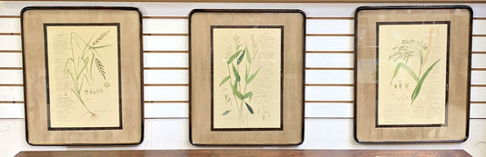 Set of 3 John Richard Botanical Prints W 22 "x H 25" Ornamental Grasses Framed