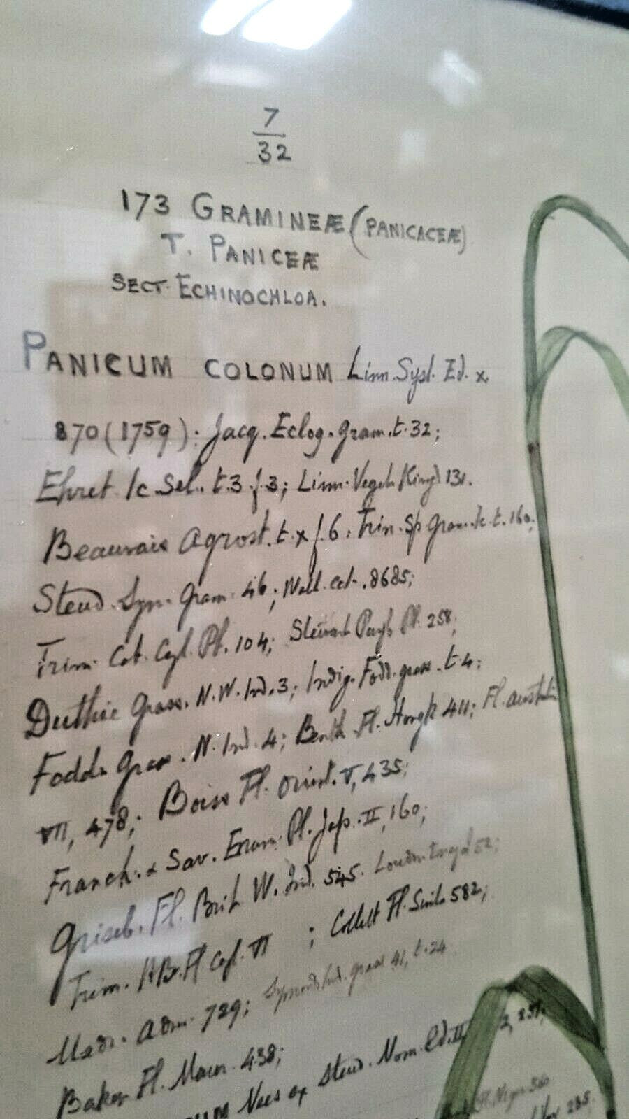 Set of 3 John Richard Botanical Prints W 22 "x H 25" Ornamental Grasses Framed