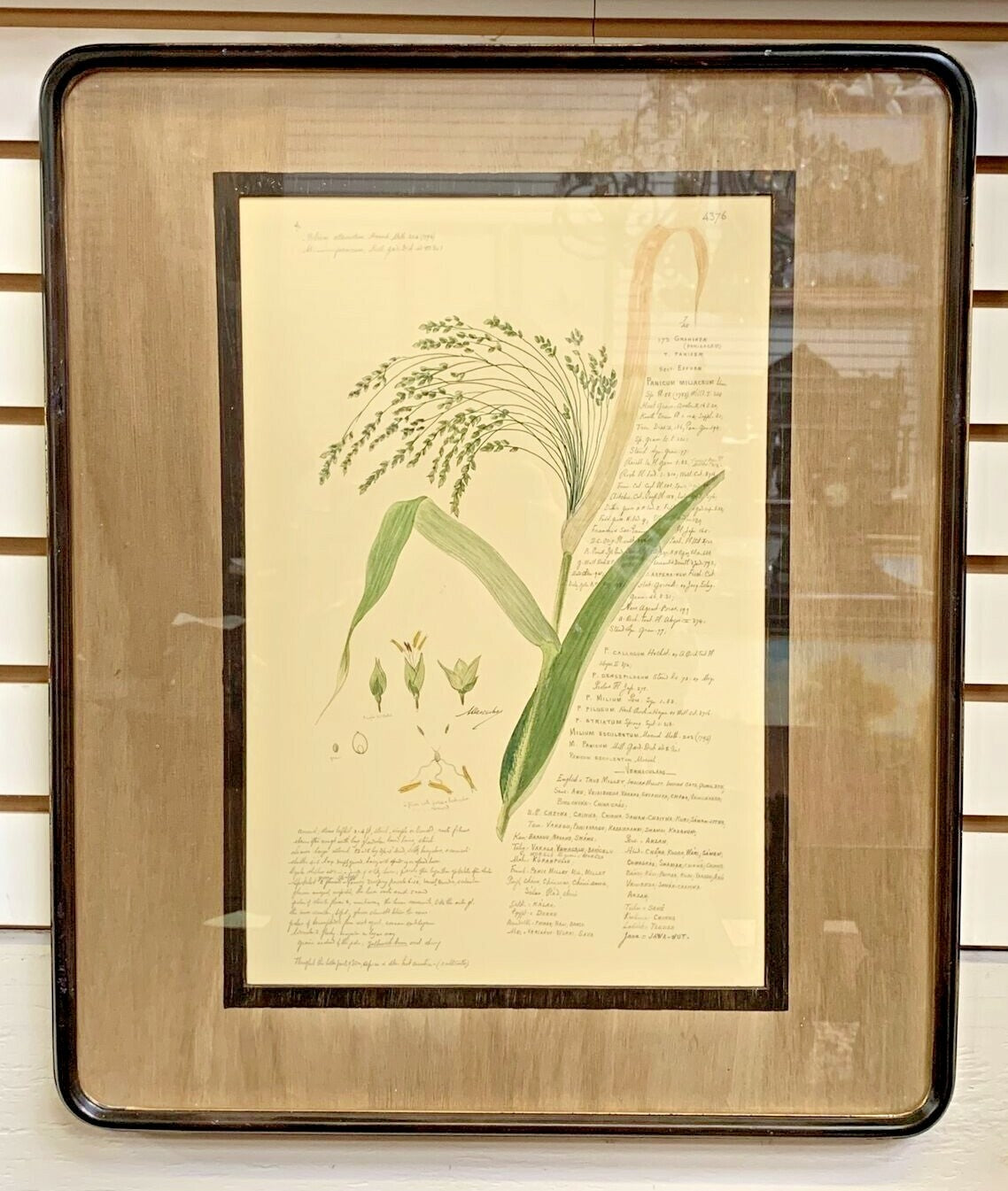 Set of 3 John Richard Botanical Prints W 22 "x H 25" Ornamental Grasses Framed